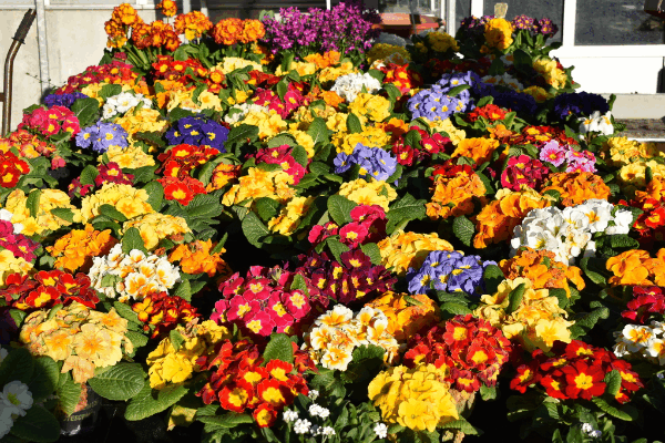 Bild 1 von Alfred Rusch Gartenbau